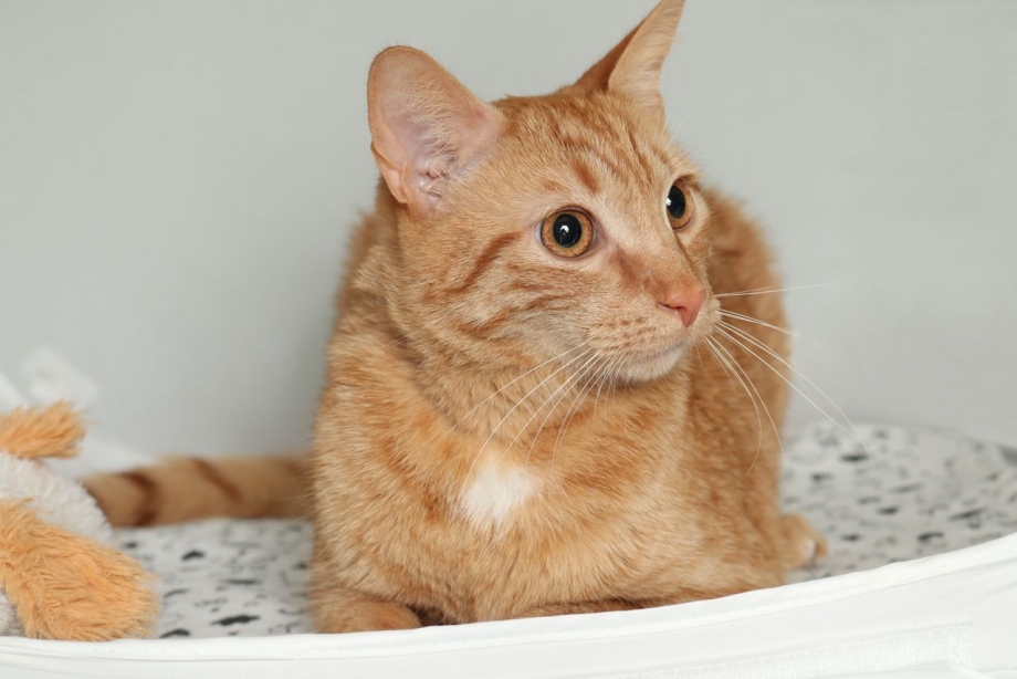 Tabby Cat рыжий