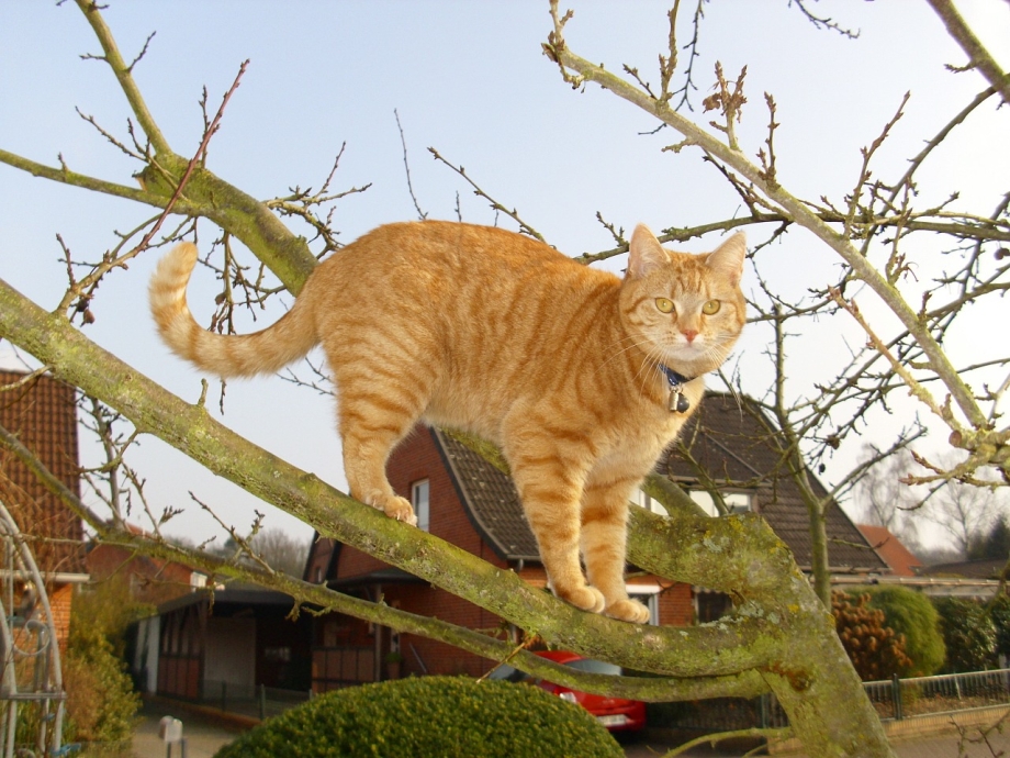 Tabby Cat рыжий
