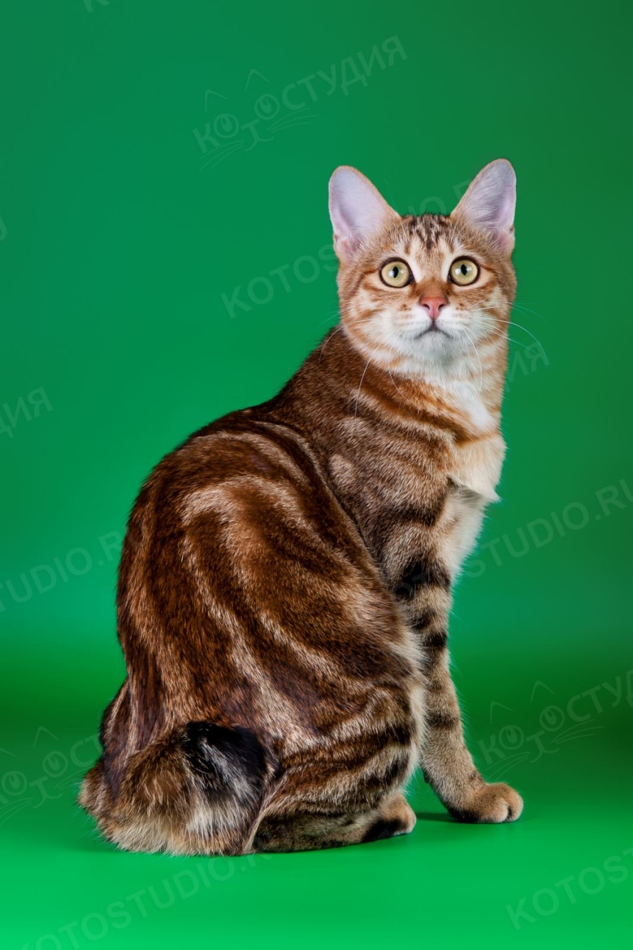 Курильский бобтейл