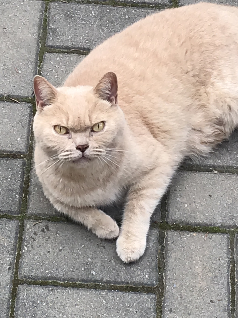 Котенок британский кремовый