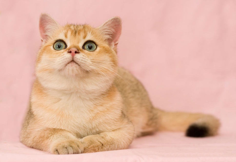 Кот британский гладкошерстный палевый