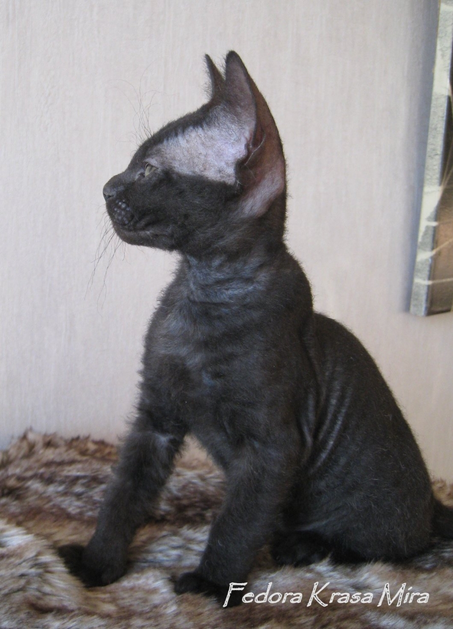 Чёрный сфинкс кошка