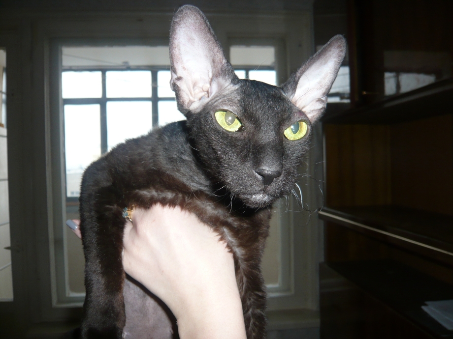 Котята Донского сфинкса