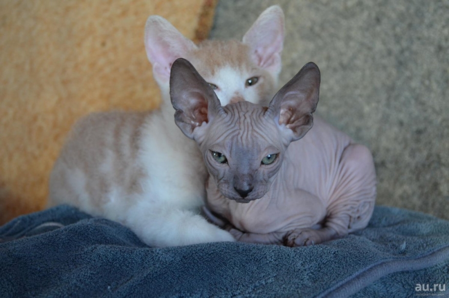 Сфинкс браш чёрная кошка