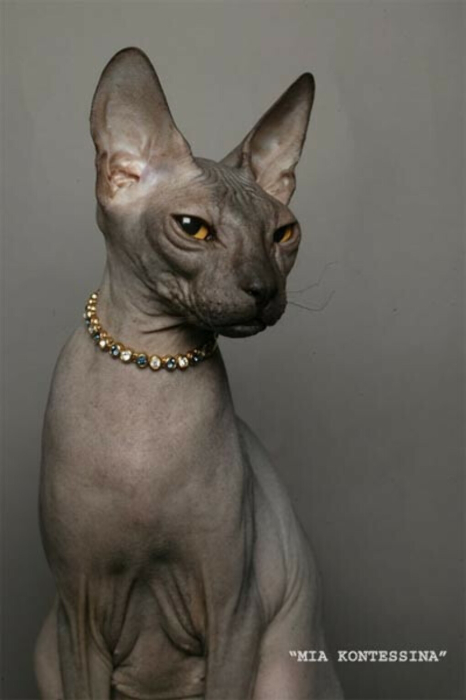 Сфинкс черный котенок