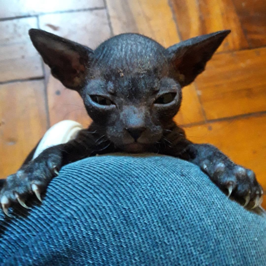 Сфинкс кот