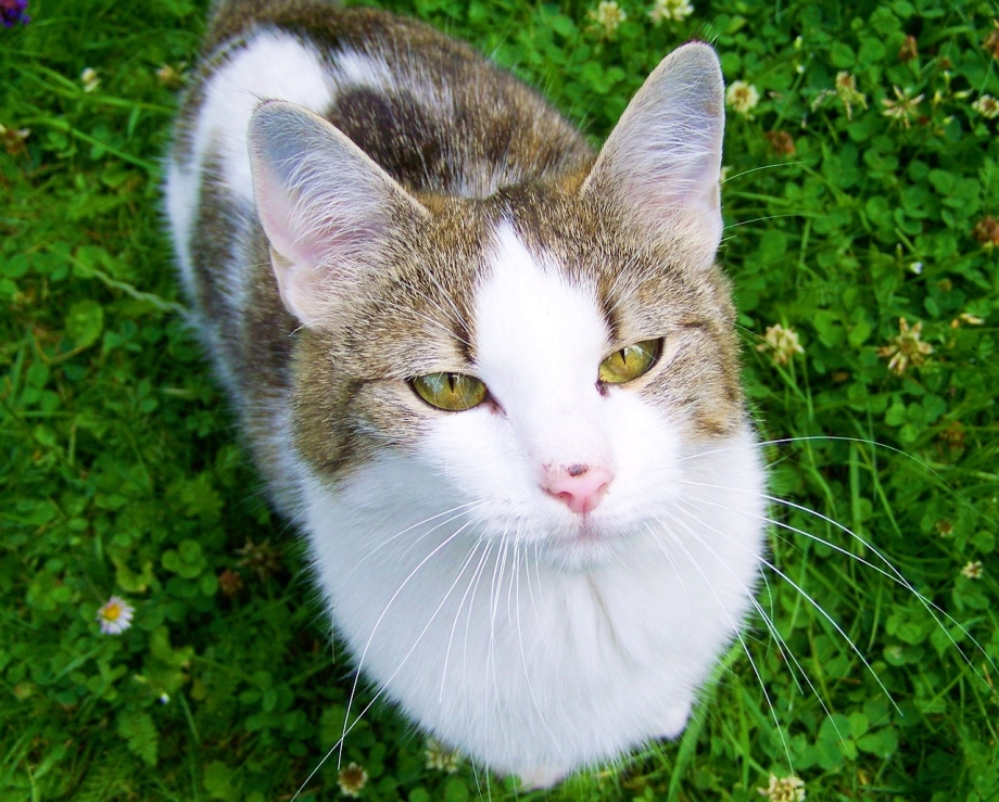 Бело коричневая кошка