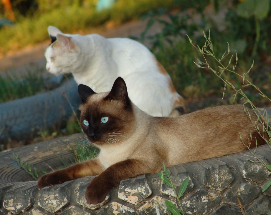 Сиамская кошка в профиль