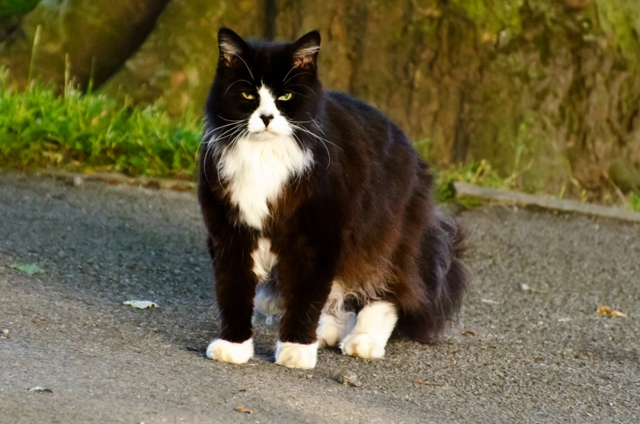 Норвежский Лесной кот черно белый
