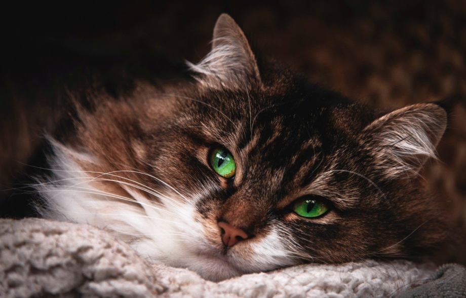 Зеленоглазая кошка