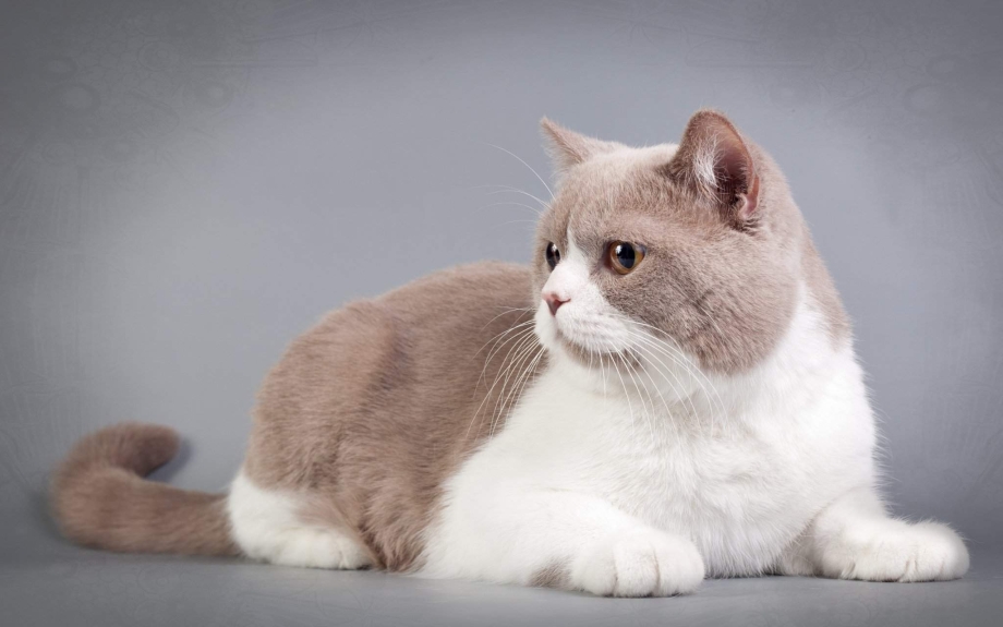 Бело коричневый кот