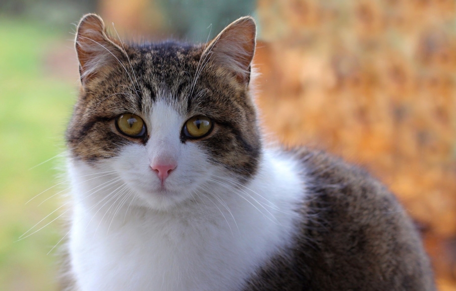 Бело коричневая кошка