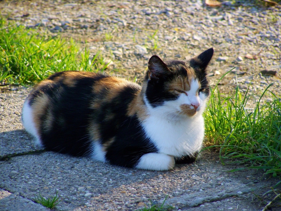 Пестрая кошка