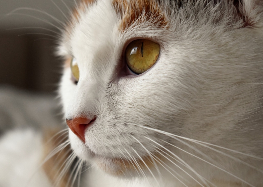 White Cat face