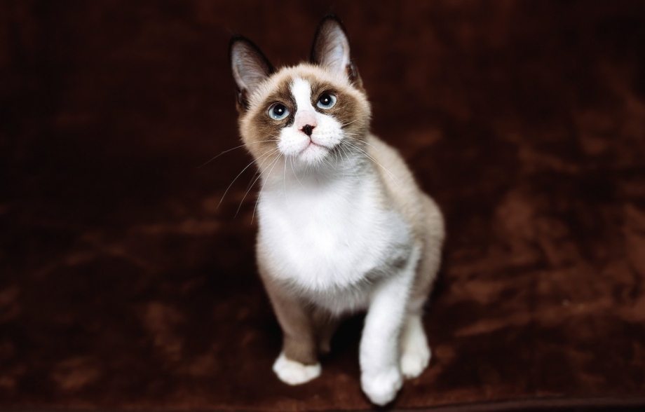 Бело коричневая кошка
