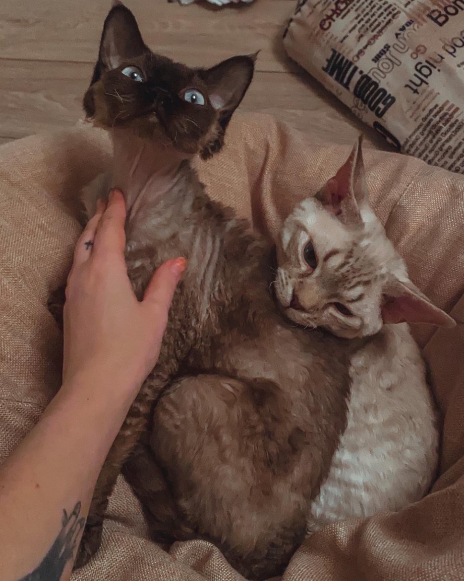 Кот карабкается