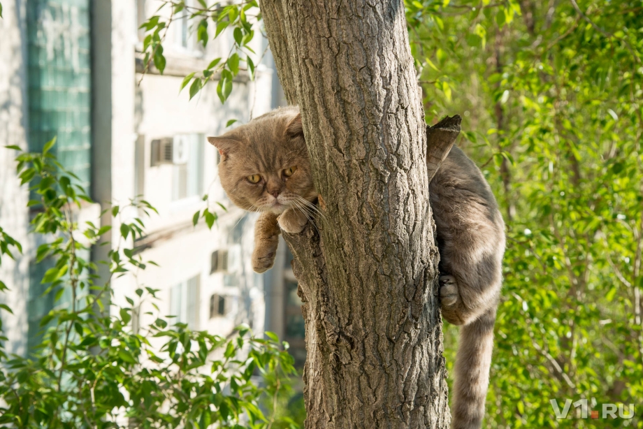 Кошка лазит по деревьям