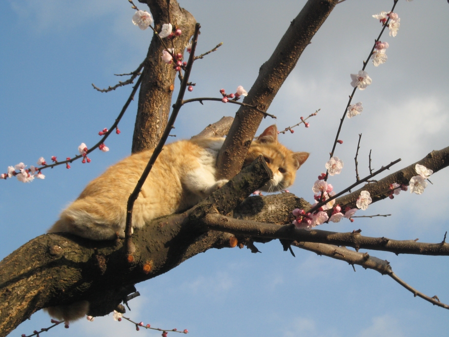 Коты в скворечнике