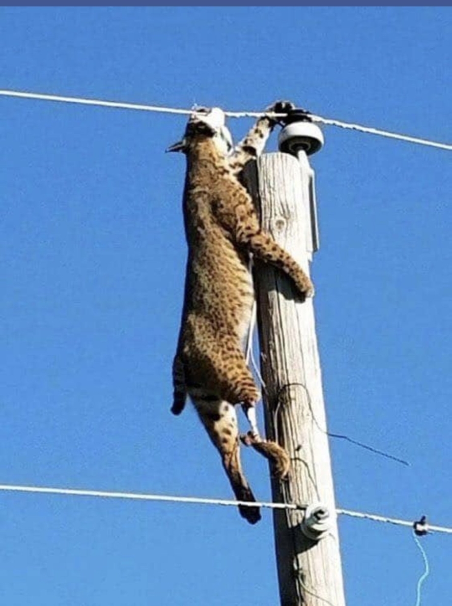 Животные помогают друг другу
