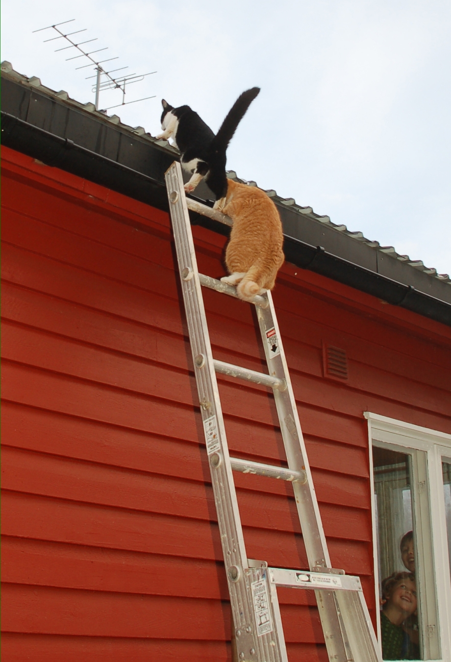 Кот на ковре
