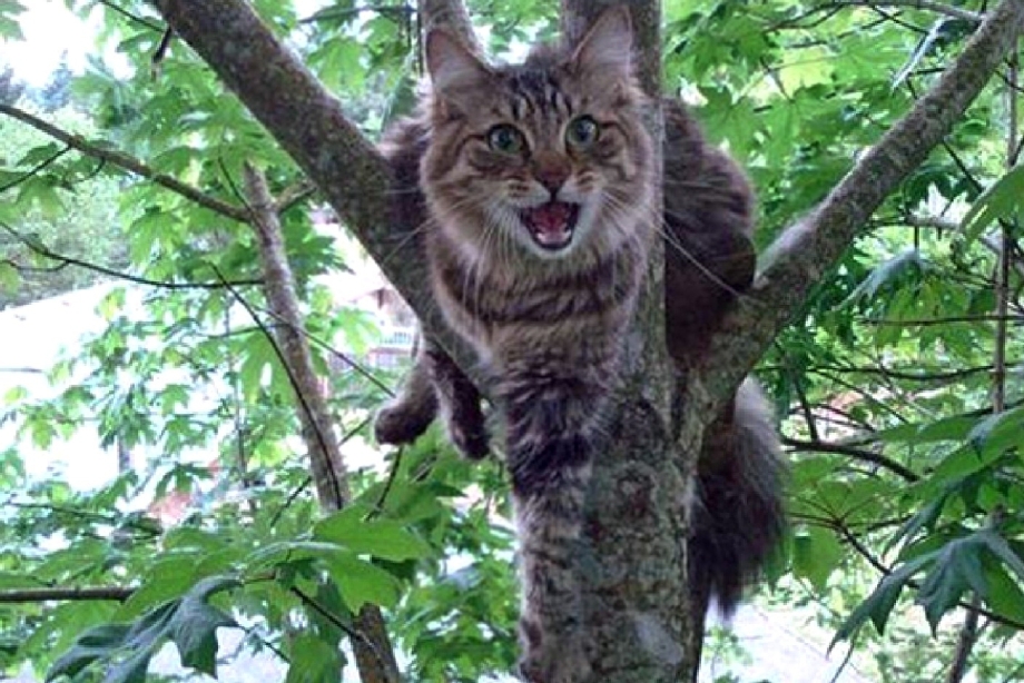 Котёнок висит на дереве