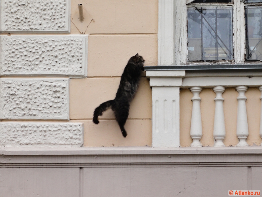 Кот на окне