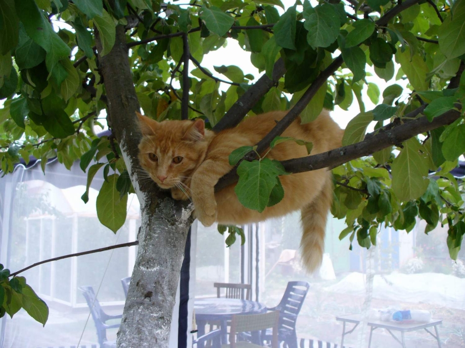 Кот лезет по стене