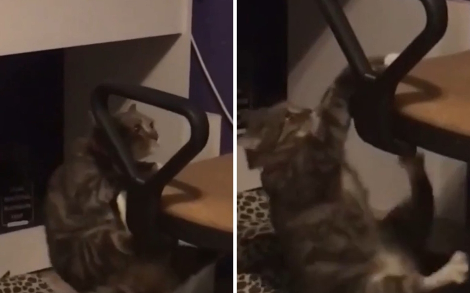 Кот на кухонном столе