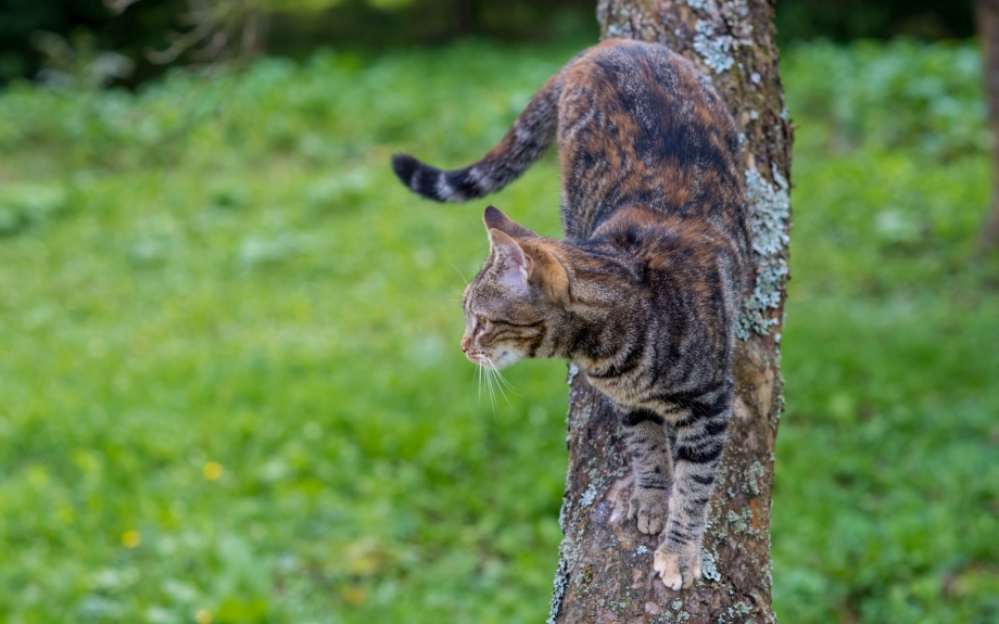 Котёнок висит на дереве