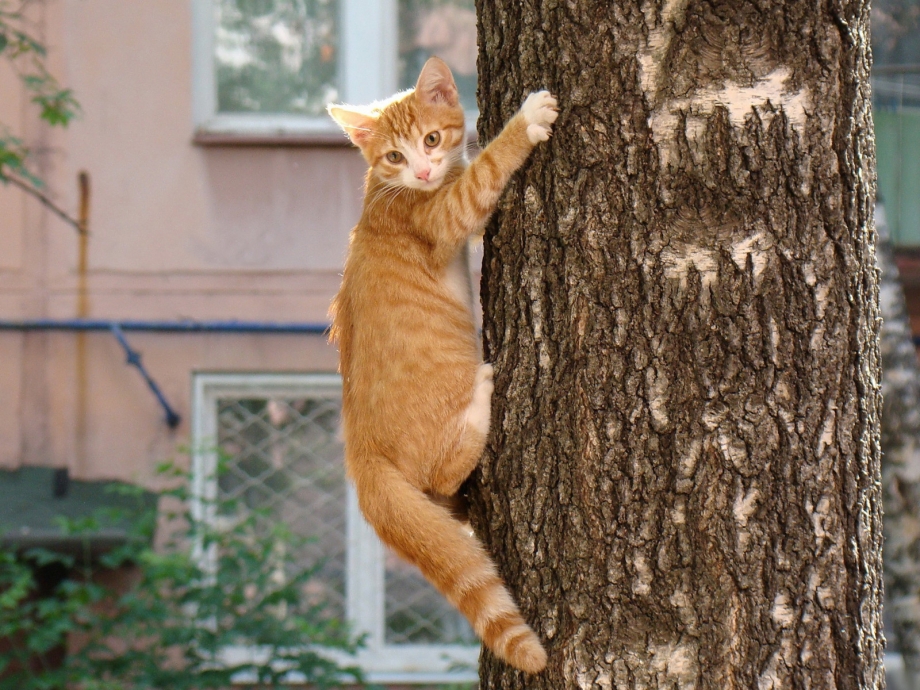 Кот карабкается