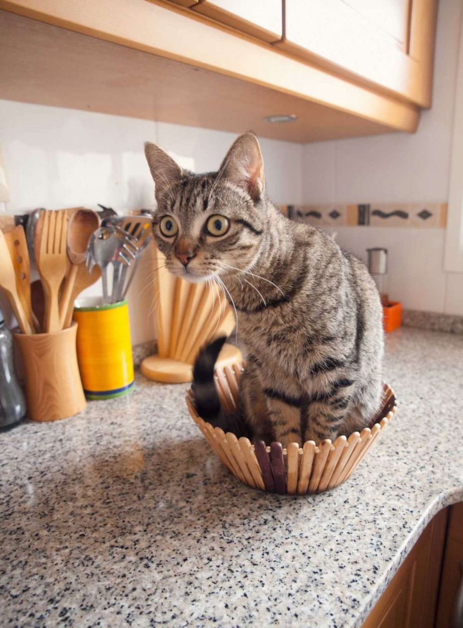 Стремянка для кошек