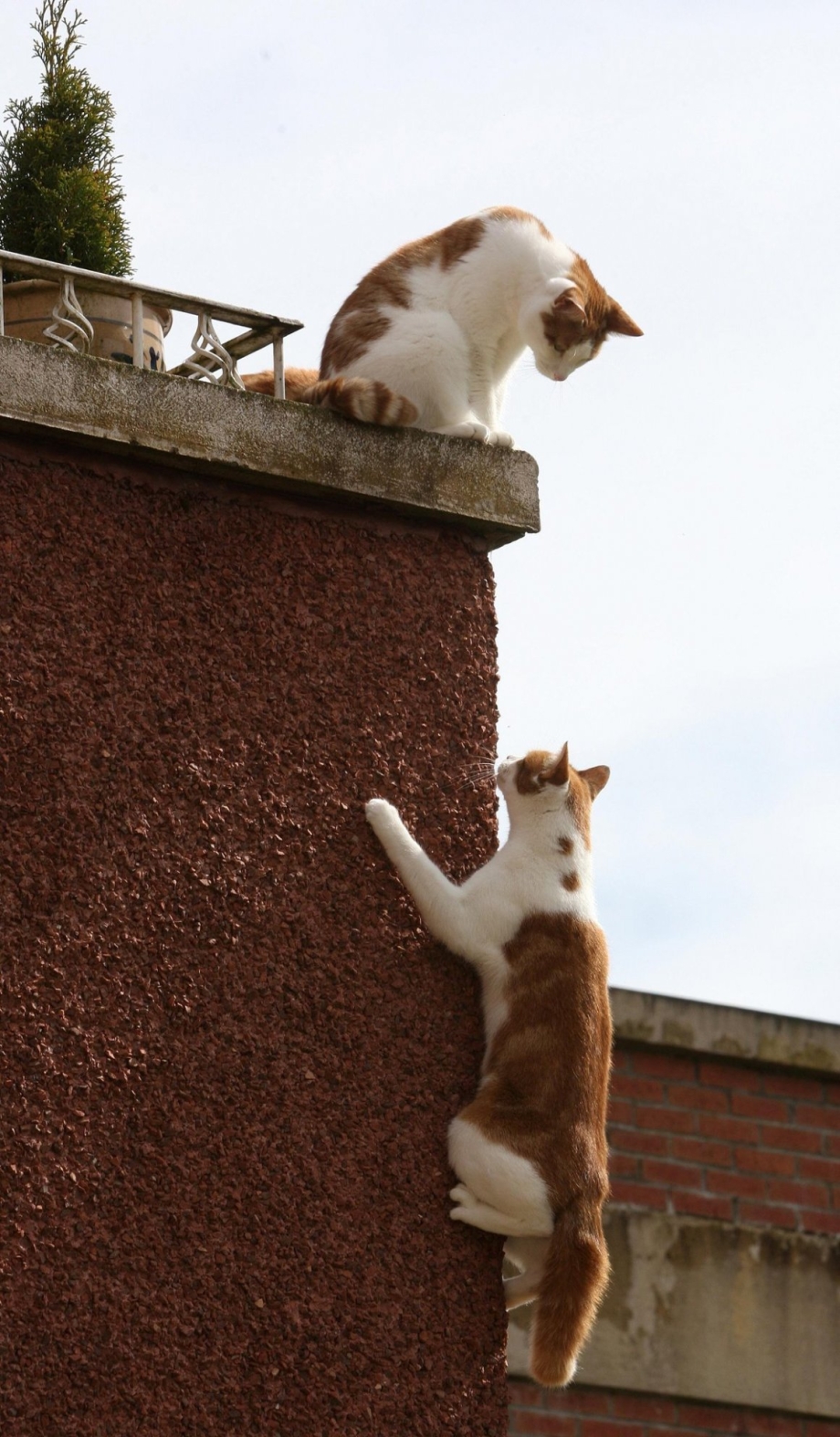 Кот лезет в окно
