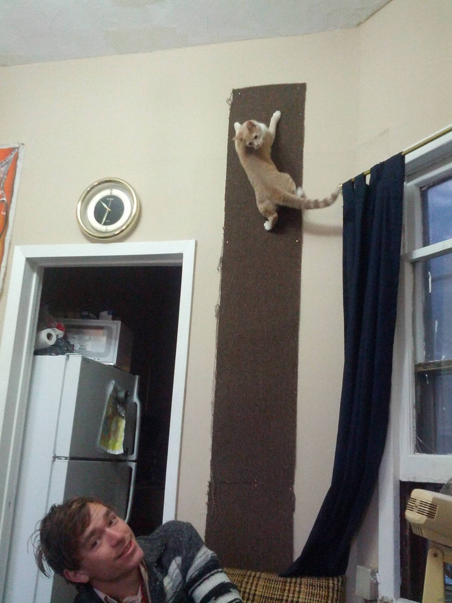 Котенок карабкается