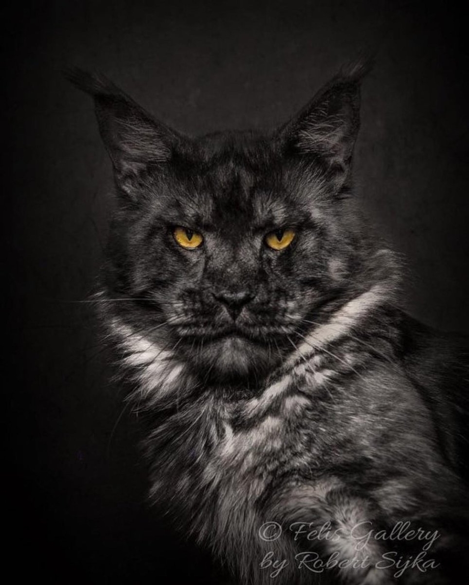 Кот Мейн кун черный