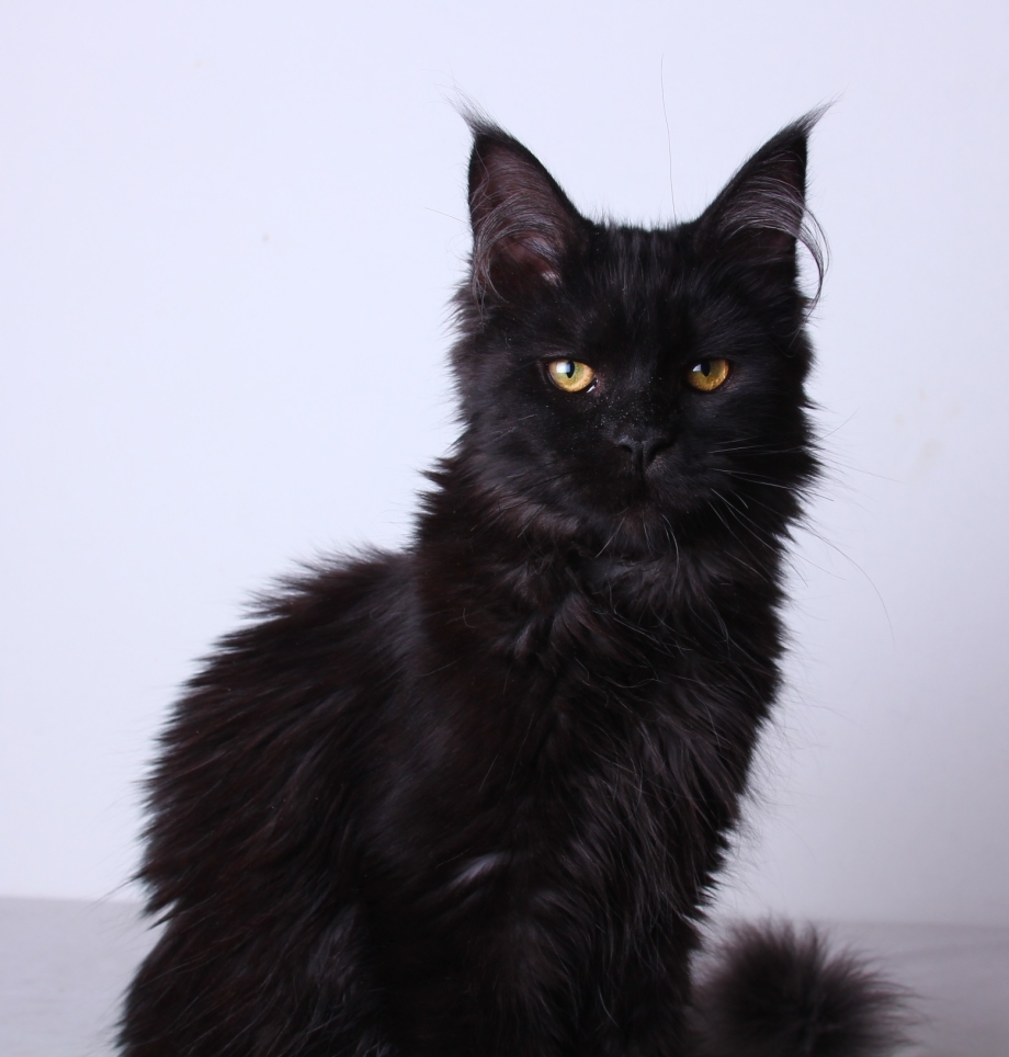 Мейн кун котенок черный