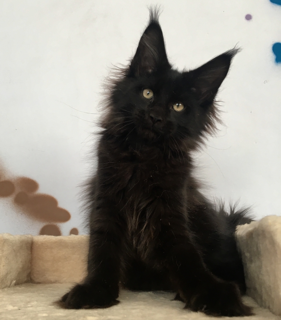 Мейн кун котенок черный