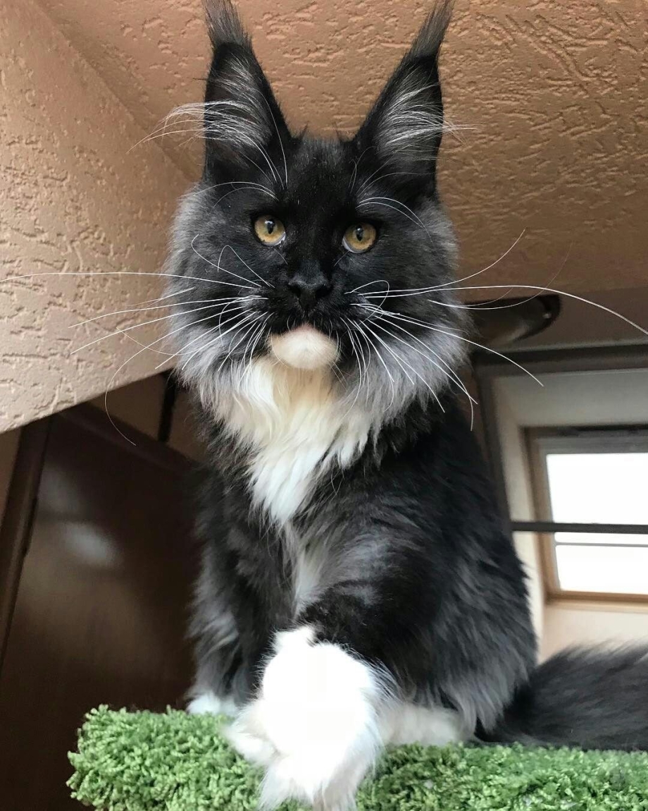 Кот Мейн кун черный