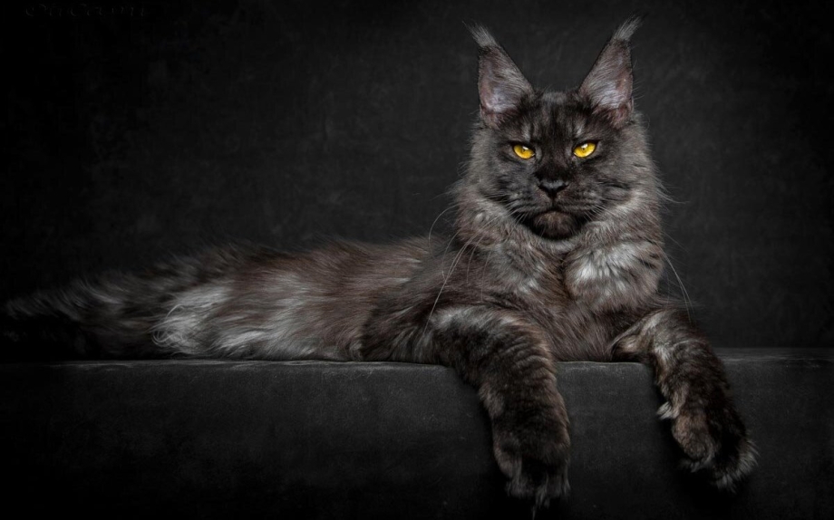Кошка Мейн кун