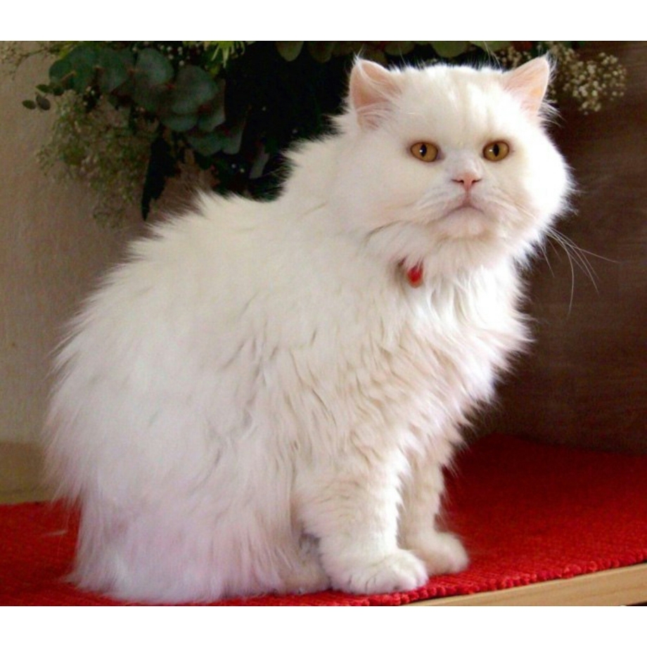 Длинношерстный кот
