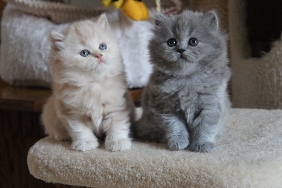 Британская длинношёрстная кошка