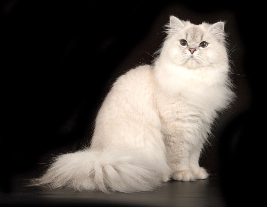Британский длинношерстный кот
