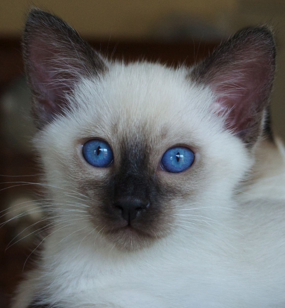 Сиамская кошка