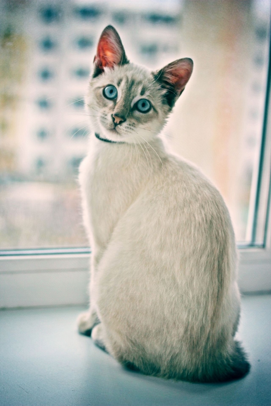 Тайская кошка фото