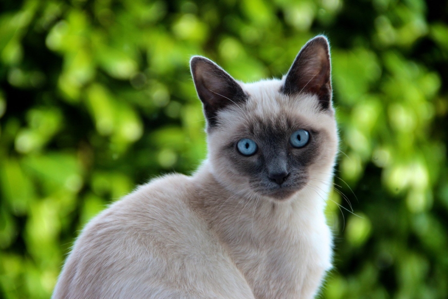 Сиамская кошка белая
