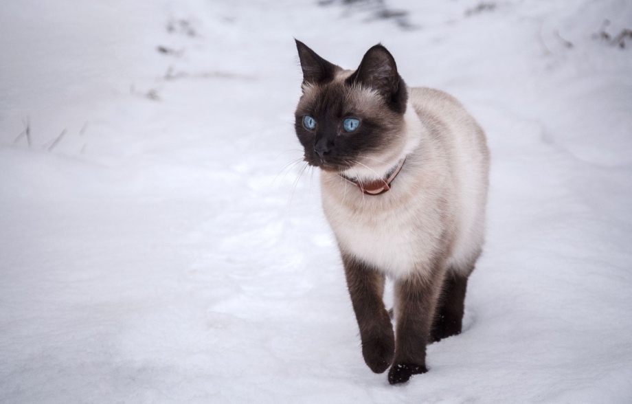 Сиамская кошка