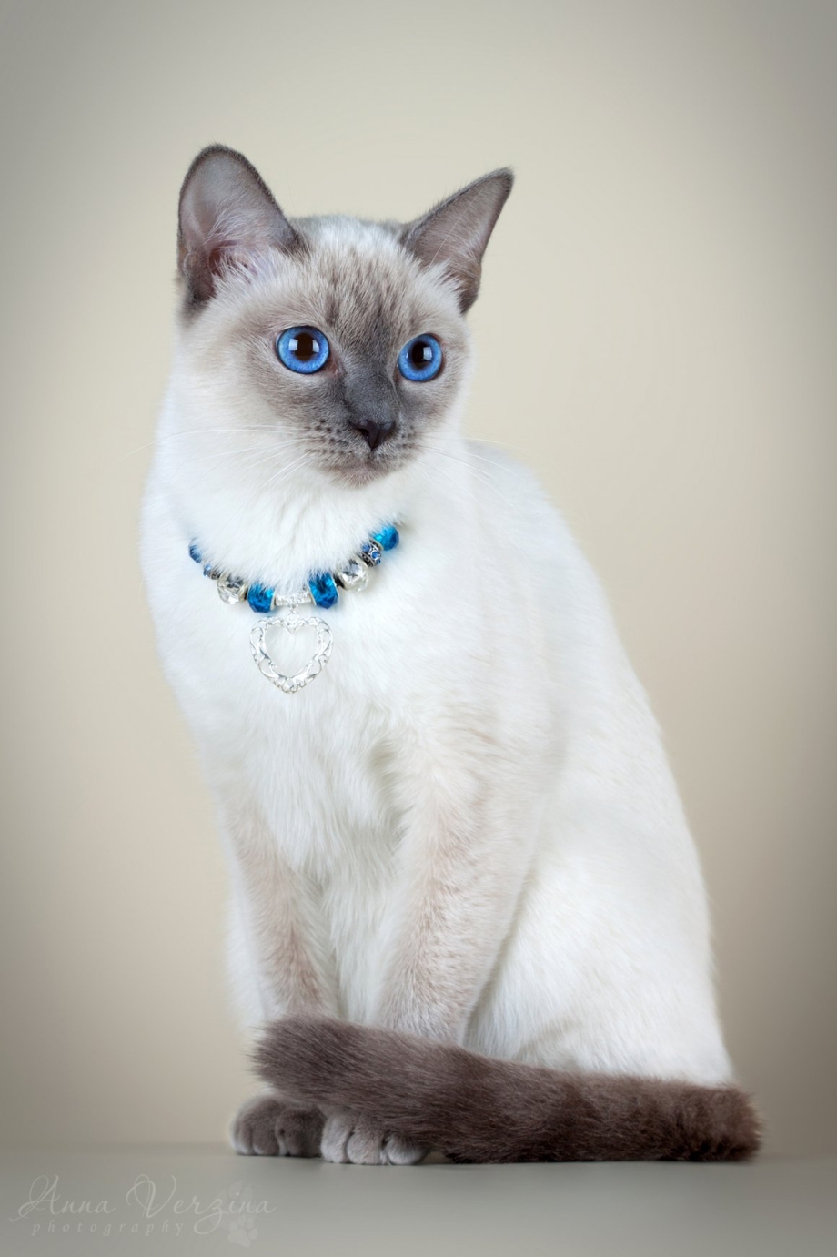 Тайская кошка котята