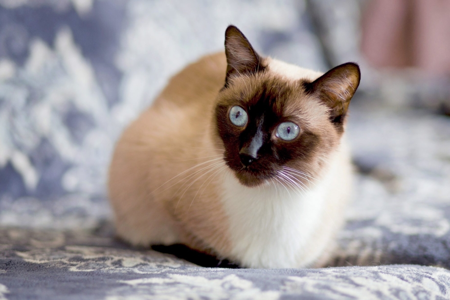 Сиамская беспородная кошка