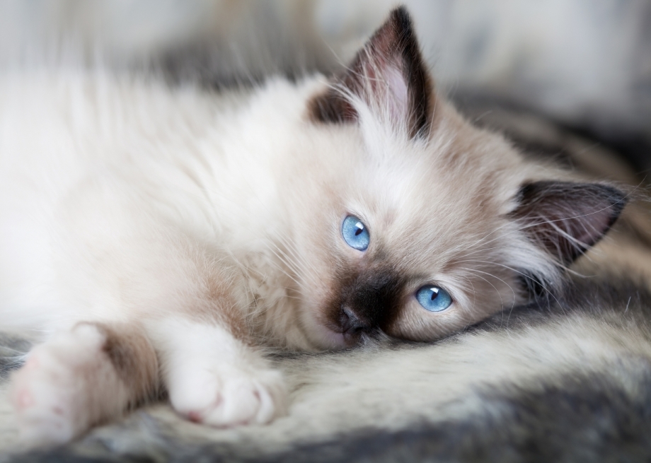 Siamese Breeder Seattle