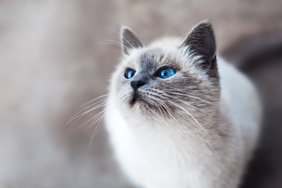 Сиамская кошка