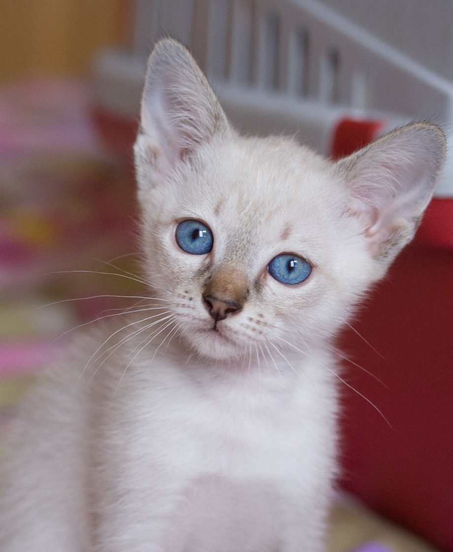 Сиамская кошка Сиамская